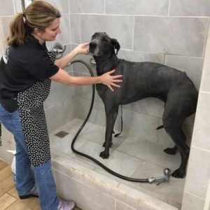 B&S Boarding and Grooming Kennels, LLC